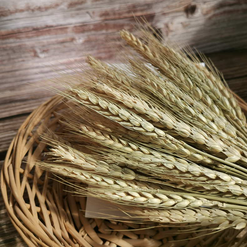 Artificial flower 70 Pcs Dry Wheat Grass Bouquet Natural Wheat Dried Grasses Bundle Dried Wheat Length 36cm